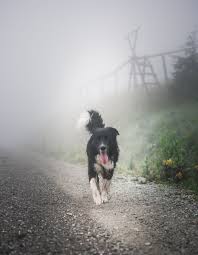 Gutske Peklo Narodni Prirodni Rezervace Trinec Czechia Black And White Dog Walking On Walkway Nikon Corporation Nikon D3400 Hopital Veterinaire Animaux Et Veterinaire