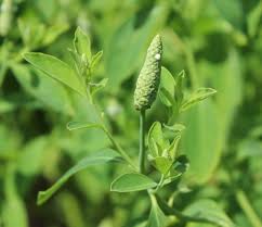 Image result for Sphenoclea