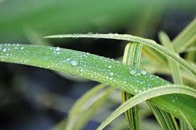 By agc indonesia senin, 10 mei 2010 add comment edit. Embun Daun Bambu Foto Gratis Di Pixabay