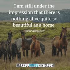 Check spelling or type a new query. 45 Horseback Riding Quotes That Will Inspire You W Shareable Pictures Helpful Horse Hints