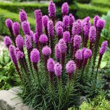 Liatris Spicata Blazing Star Bulb Flowers Shade Plants Perennial Garden
