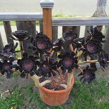 En las otras suculentas, seguiremos regando quincenalmente. Suculenta Rosa Negra Cultivo Y Cuidados Succulent Avenue