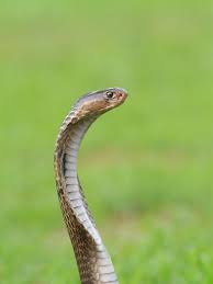 Sengaja kisi2mimpi membahas mengenai mimpi ini tak lain adalah sebab hampir semua orang pernah mengalaminya. 12 Tafsir Mimpi Bertemu Ular Menurut Islam Pertanda Baik Hingga Buruk Citizen6 Liputan6 Com