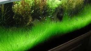12 jenis ikan hias air tawar yang mudah dipelihara untuk pemula Berikut Tanaman Aquascape Yang Bisa Menyulap Akuarium Lebih Eksotis