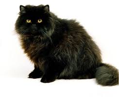 They will also perform well in houses. Black Cat Breeds The Adorable Lovely Domestic Felines Happy Cats Online