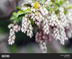 Bearberry leaves user manualreed more and buy bearberry leaves on this pagecompositioneach filter bag contains 1.5 grams of herbal raw material of bearberry leaves in powder form.the leaves of the plant terms of sale. Bearberry Flowers Image Photo Free Trial Bigstock