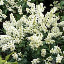 Image result for Pieris japonský debutante obrázek