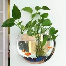 Maybe you would like to learn more about one of these? How To Care For A Money Plant Growing Indoors In Water Quora
