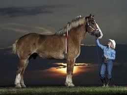 Both the blond chestnut and mealy chestnut can be acquired by stealing, though belgians tend to have a low base value ($120). Belgian Draft Horse John D Viney