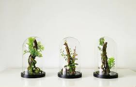 In some parts of the world, they dominate the landscape, and they are even considered pests. The New Terrarium 6 Top Trends For 2018 Gardenista