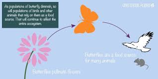 How The Butterfly Can Shape An Ecosystem And Why We Need To Protect Them Ecosystems Butterfly Species One Green Planet