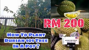 The first thing that a durian farmer or grower must do right the first time is when sourcing for durian saplings. Can Durian Tree S Live In A Pot Let Me Show You How Youtube