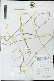 Image result for Sehima