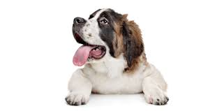 It's also free to list your available puppies and litters on our site. 1 Saint Bernard Puppies For Sale By Uptown Puppies