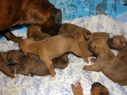 Boxer puppies are muscular and strong dog breeds and are extremely intelligent & adorable. Boxer Puppies In Maryland