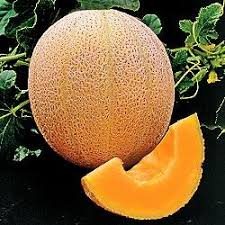 Melon gum mendocino purps michael phelps og middlefork midnight Seed Kingdom Cantaloupe Hales Best Jumbo Melon Heirloom Vegetable 3 000 Seeds Buy Online In Angola At Angola Desertcart Com Productid 76467487