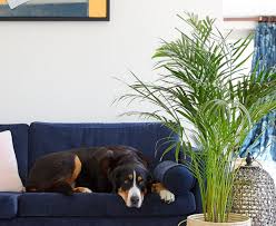 This is a sigh of relief to people who have these pets because they sometimes graze greeneries, including houseplants and grass. 11 Pet Friendly House Plants Keep Cats And Dogs Safe With Non Toxic Indoor Plants Real Homes