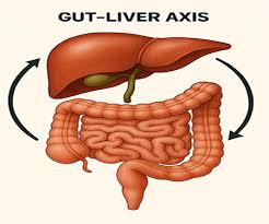 UC Davis scientists find a microbial molecule that restores gut and liver  health