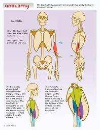 drawsh anatomy anatomi cizgi film eskiz