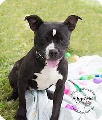 Black And White Boston Terrier Pitbull Mix Pin Op Domashnie Pitomcy