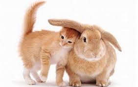 Cats You Are My Friend Rabbit Cats We Are The Same Color Animals Friendship Cute Animals Cute Funny Animals