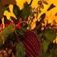 Candlelight: Christmas Carols on Strings