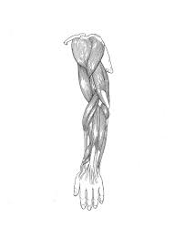 Don't beat yourself up though! Arm Muscle Labels Diagram Quizlet