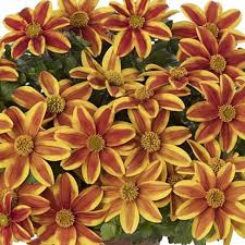 Image result for Bidens baumii