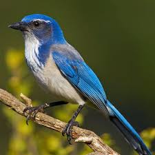 Symbol Western Scrub Jays Have Funerals For Their Dead When They Encounter A Dead Member Of Their Species They Will Mourn For It This Goruntuler Ile Kus Hayvanlar Renkler