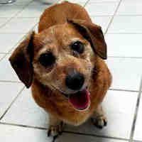 Available Pets At Angels For Animals In Canfield Ohio Pets Dog Pounds Save Animals