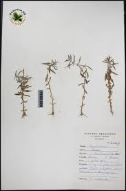 Image result for Bacopa hamiltoniana