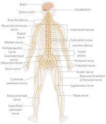 Central nervous system diagram labeled. Nervous System The Definitive Guide Biology Dictionary