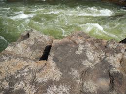 Image result for Inversodicraea