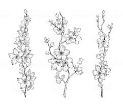 Black And White Cherry Blossom Clip Art Cherry Flower Blossom Botanical Art Set Spring Almond Sakura Apple Tree Branch Hand Draw Doodl In 2020 Cherry Blossom Art Flower Line Drawings Blossom Tree Tattoo