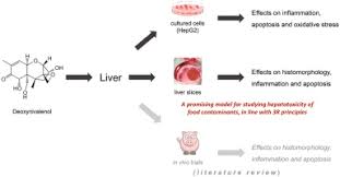 Deoxynivalenol induces apoptosis and inflammation in the liver: Analysis  using precision-cut liver slices