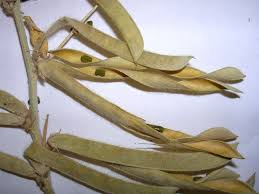 Image result for Tephrosia linearis