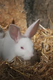 Image result for tbn:nuNU7FPK4A54yM::rvforsaleguide.com/images/bunny-resting-picture.jpg
