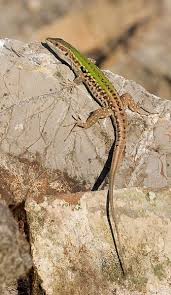 The Italian Wall Lizard Podarcis Sicula Is Native To Southern And Southeastern Europe Photo Richard Bartz Reptilien Susse Tiere Tiere