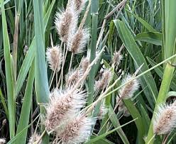 Image result for Polypogon monspeliensis