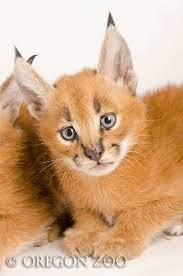 Oregon Zoos Caracal Kittens Now Five Weeks Old Caracal Kittens Baby Caracal Wild Cats