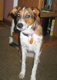 Border Heeler Dog Breed Information And Pictures Queensland heeler, blue heeler, hall39;s heeler, acd, cattle dog, red heeler. border heeler dog breed information and