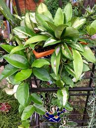 This is probably the most seen hoya plant. Hoya Carnosa Rubra Hoya Plants Plants Plant Photos