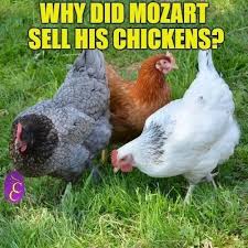 Birds Of The Same Feather Joke The Answer Can Be Found At Https Www Cockatoocreations Com Pages Mozart 27s Chickens Joke Html Birdjoke Birdjokes Birdhumor Chicken Jokes Chickens Jokes