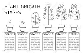 We did not find results for: Plant Growth Stages Infographics Line Art Icons Planting Instruction Template Linear Style Illustration Isolated On White Planting Fruits Vegetables Process Royalty Free Cliparts Vectors And Stock Illustration Image 101601630