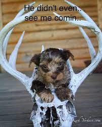 Pin On Colorful Yorkies