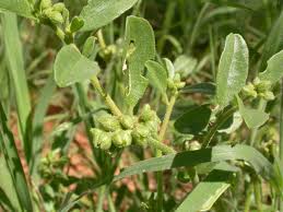 Image result for Limeum viscosum