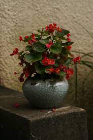 Begonia Semperflorens Cultorum Www Homesowngardens Com Container Gardening Flower Garden Begonia
