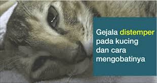 Gejala Distemper Pada Kucing Dan Cara Mengobatinya Tanya Dokter Hewan