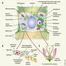Plant cells lack mitochondria but have chloroplasts. Jumping Genes And Containment Nature Biotechnology