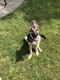 Looking for a puppy or dog in buffalo, new york? German Shepherd Puppies For Sale Buffalo Ny 306061